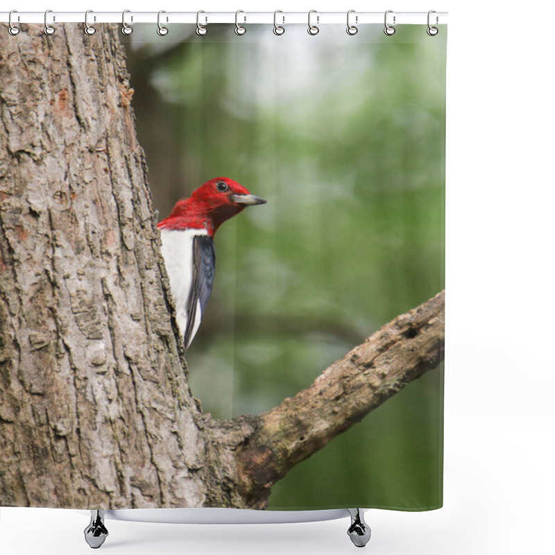 Personality  Red-headed  Woodpecker (melanerpes Erythrocephalus) Shower Curtains