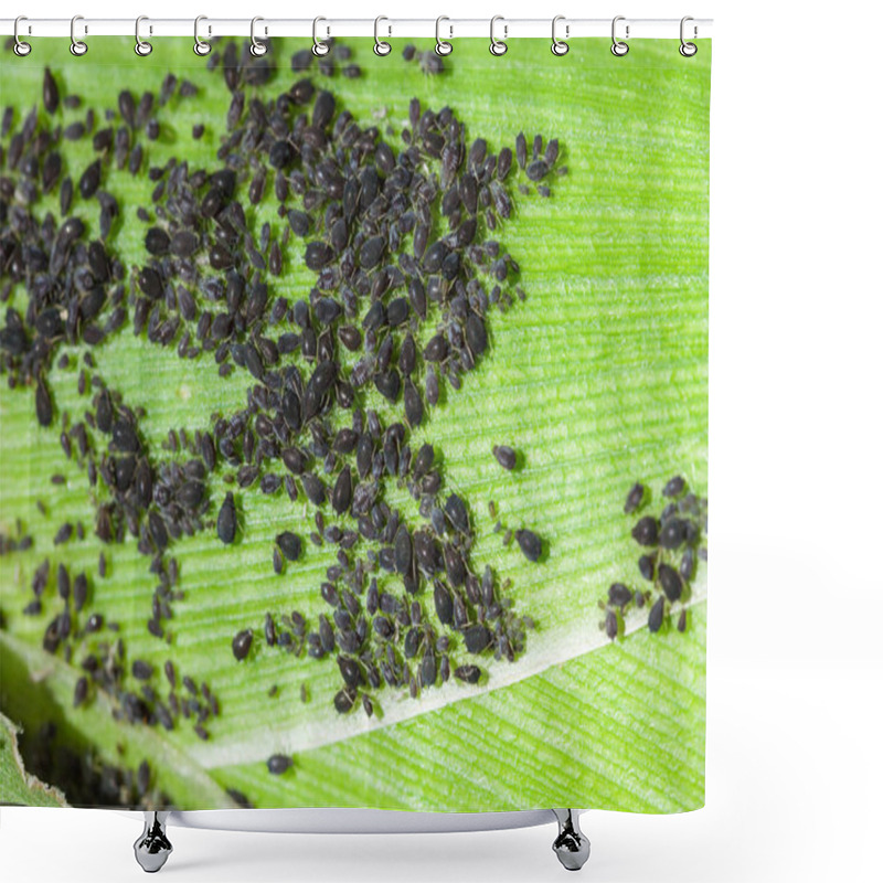 Personality  Aphids Feed On Sap Corn Shower Curtains