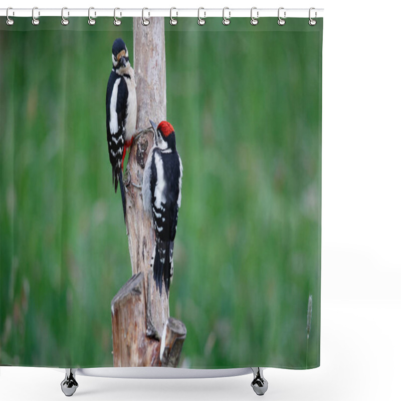 Personality  Female Great Spotted Woodpecker Feeding The Young Shower Curtains