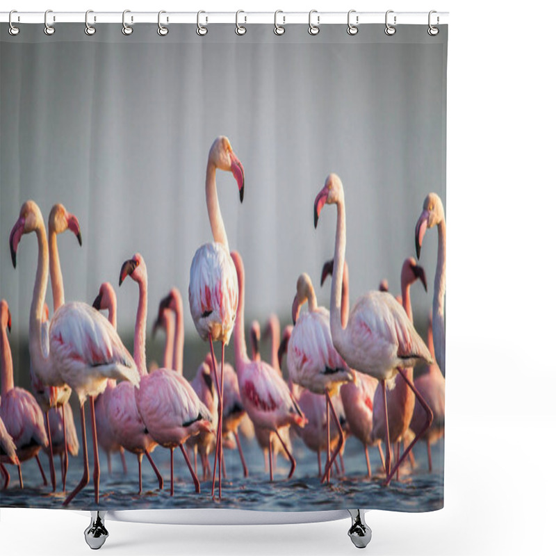 Personality  Scenic View Of Flamingos Wading In Water At Sunset Shower Curtains