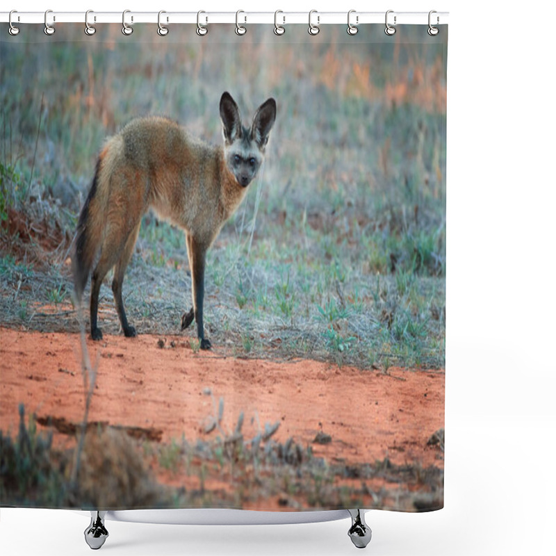 Personality  Bat-eared Fox, Otocyon Megalotis,  Gazing At Photographer.  Fox With Big Ears On Red Ground Next To Den. Wild Animals Photography, African Safari At Tsavo West National Park, Kenya. Shower Curtains