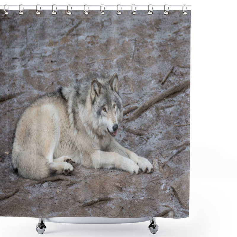 Personality  A Lone Timber Wolf Or Grey Wolf Canis Lupus Resting On A Rocky Cliff In Winter In Canada Shower Curtains