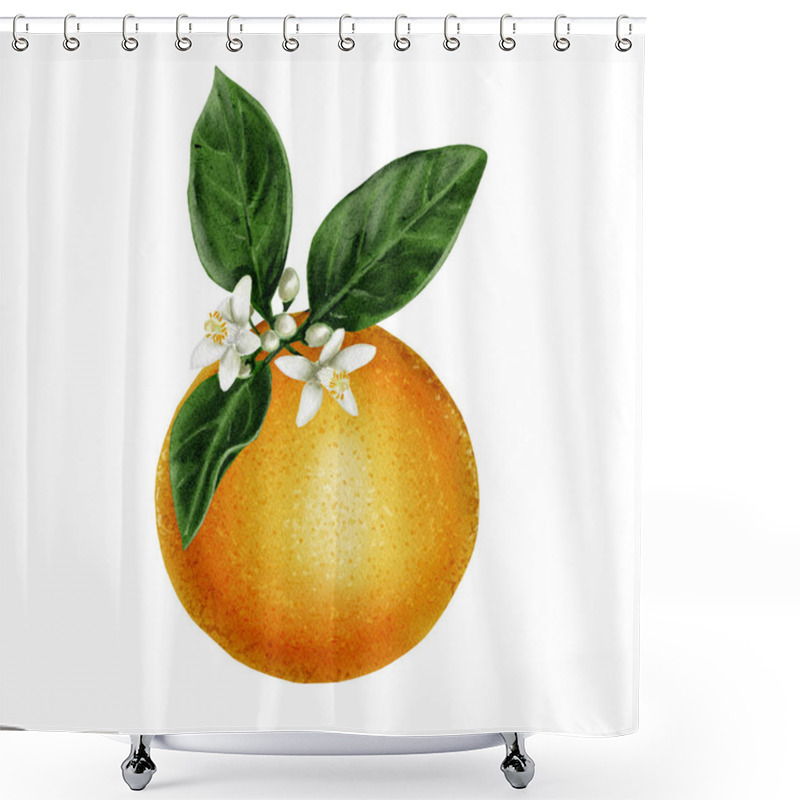 Personality  Composition With A Large Orange. The Fruit Lies On Leaves In Flowers. Orange, White And Green Colors. Watercolor Illustration. Without Background.  Shower Curtains