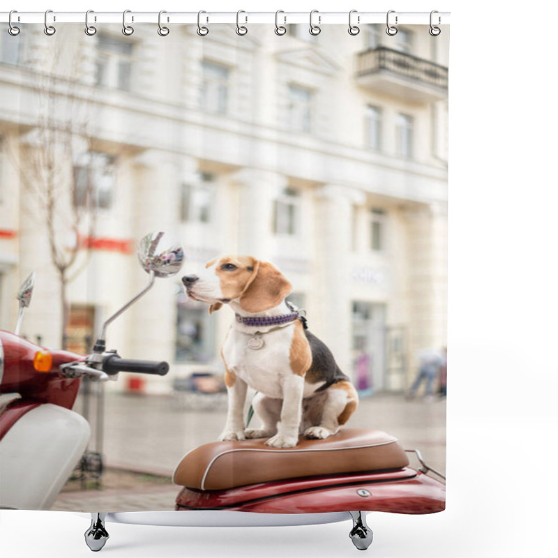 Personality  Beagle Dog On A Scooter On A City Street Shower Curtains