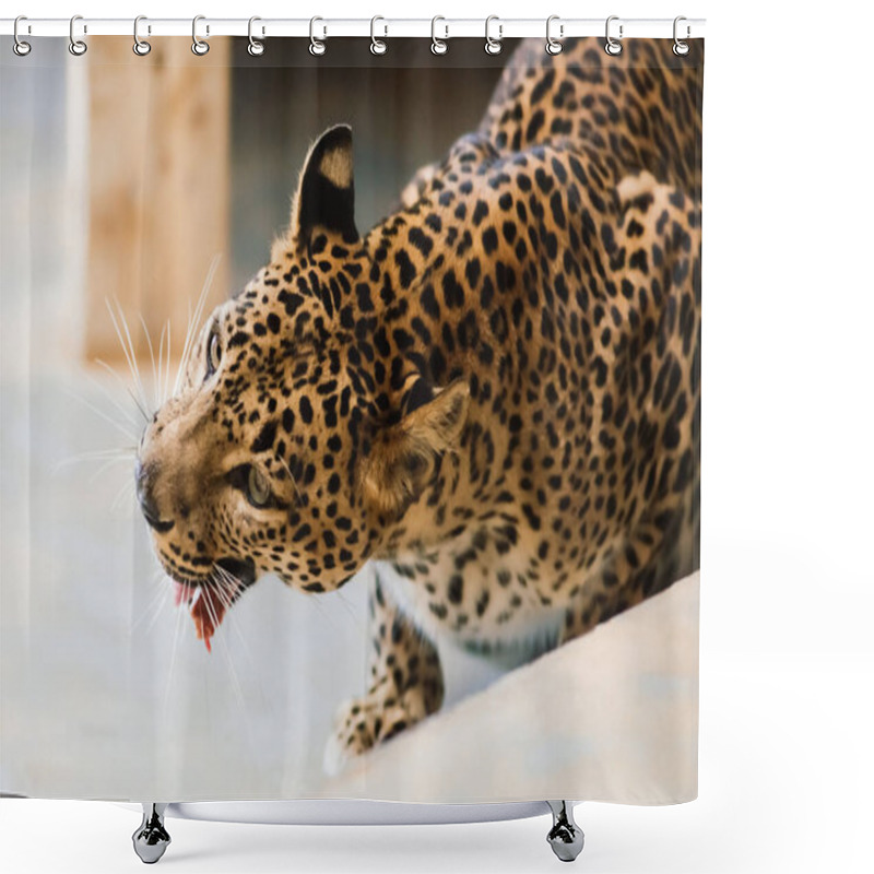 Personality  Leopard Pantera Padus Kotiya Beast In A Rock Shower Curtains