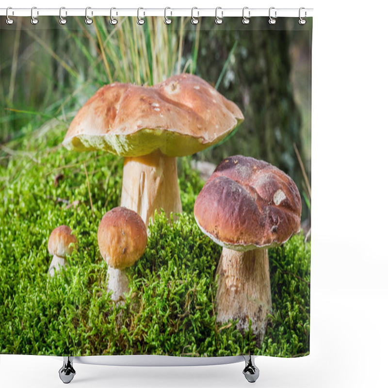 Personality  Several Boletus Mushroom On Moss In Forest Shower Curtains