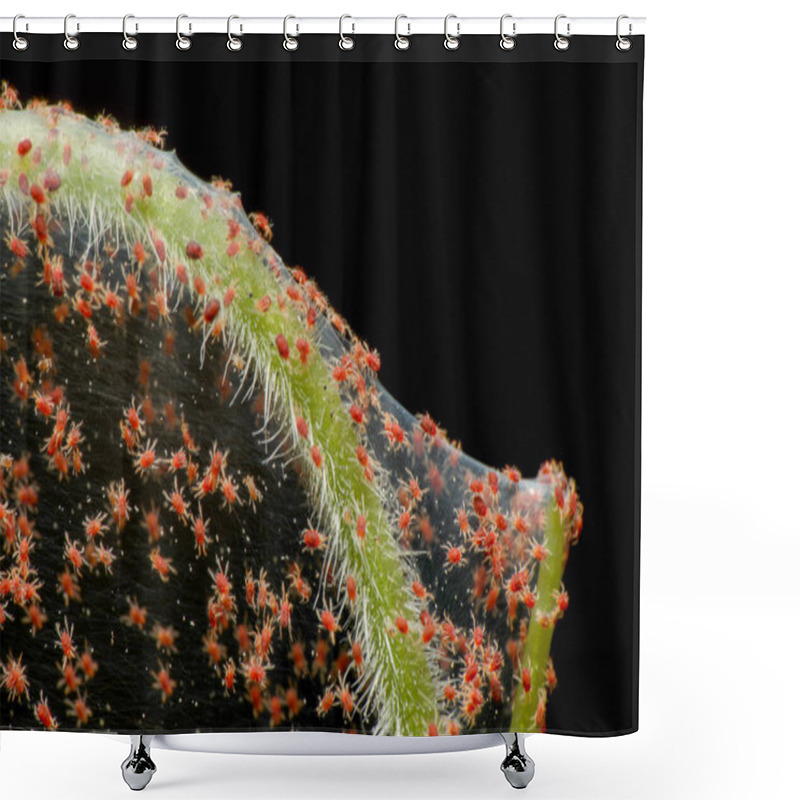 Personality  Super Macro Photo Of Group Of Red Spider Mite Infestation On Vegetable. Insect Concept. Shower Curtains