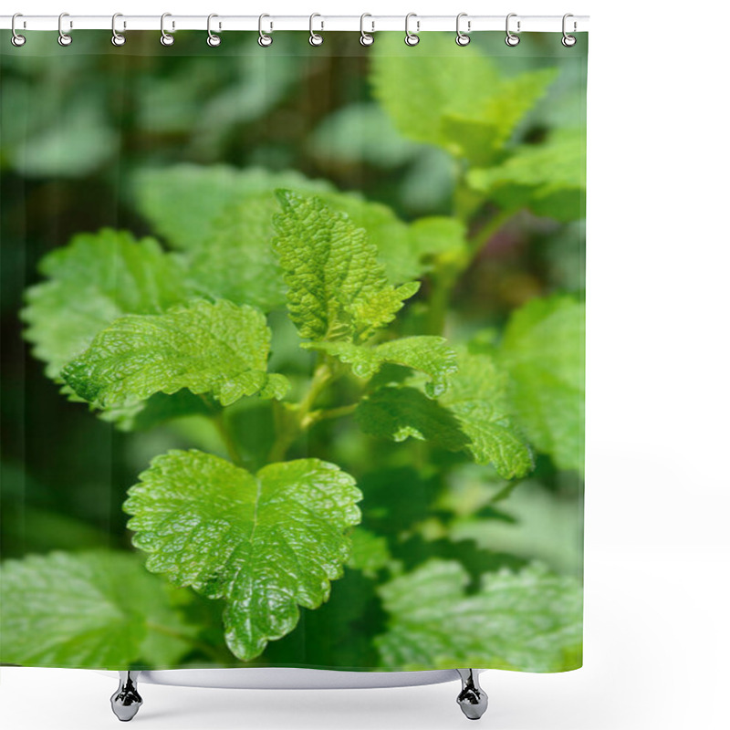 Personality  Lemon Balm Leaves - Latin Name - Melissa Officinalis Shower Curtains