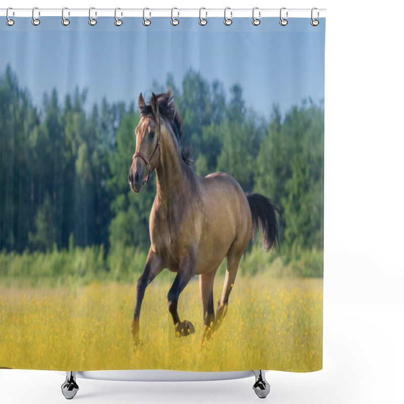 Personality  Andalusian Horse In Summer Blooming Field. Shower Curtains