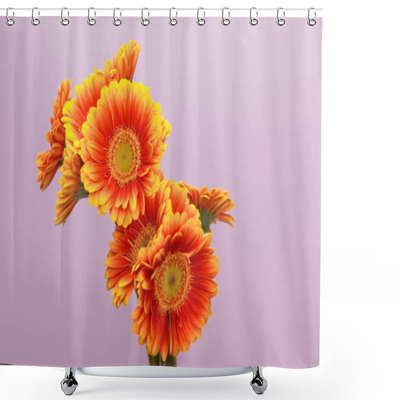 Personality  Orange Gerbera Flowers On Violet Background With Copy Space Shower Curtains