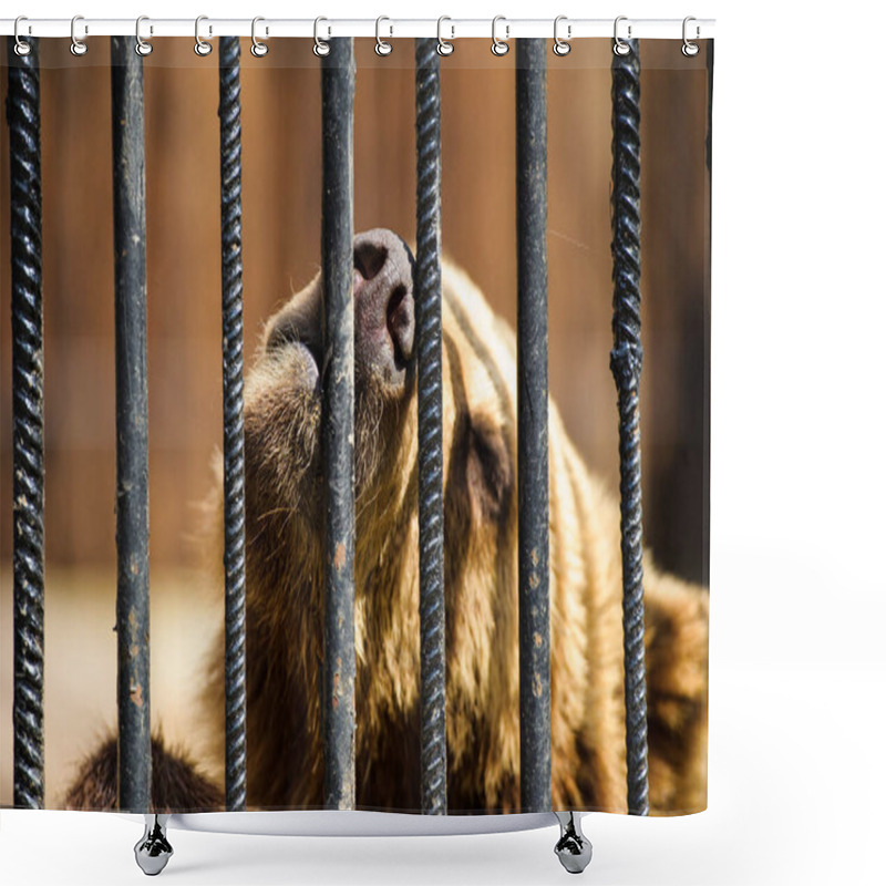 Personality  Bear In A Cage Shower Curtains