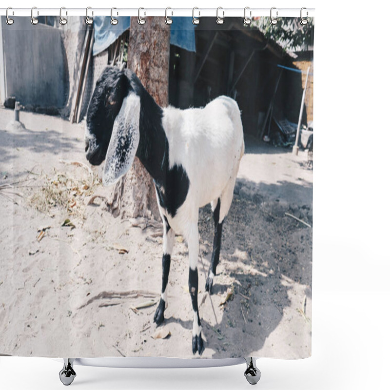 Personality  Etawa Goat (Capra Aegagrus Hircus) Or Javanese Goat Traditional Farm, Java, Indonesia. Shower Curtains