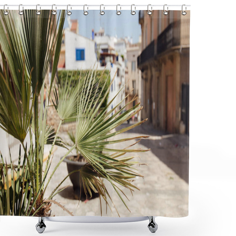 Personality  Selective Focus Of Branches Of Palm Tree On Urban Street In Catalonia, Spain  Shower Curtains