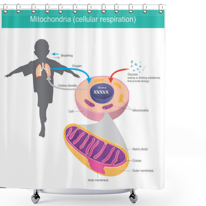 Personality  Mitochondria. Illustration Explain Human Body Received Glucose And Oxygen Such As Eating Or Drinking After That The Cell System Changes Glucose In A Fluid Matrix From Mitochondria To Energy Stored And Release Carbon Dioxide Gas Out Shower Curtains