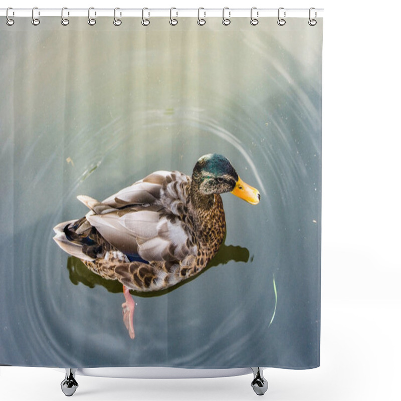 Personality  Duck Floating In Dirty Water Shower Curtains