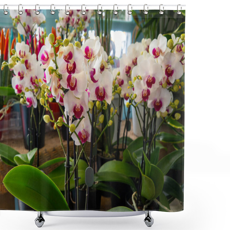 Personality  Beautiful Orchid Flowers In A Flower Shop Shower Curtains