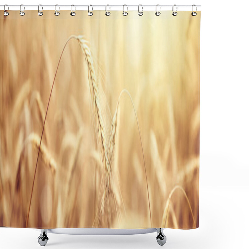 Personality  Sunny Golden Wheat Field Shower Curtains