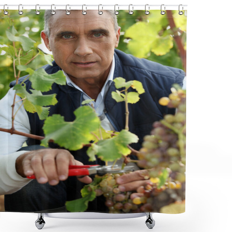 Personality  A Middle Age Man Harvesting Grapes. Shower Curtains