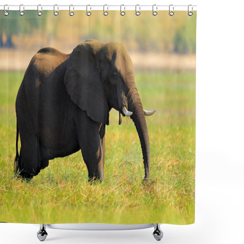 Personality  African Elephant Walking In Grass Shower Curtains