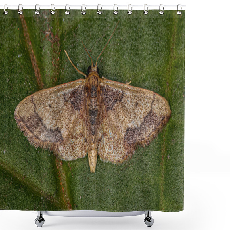 Personality  Adult Kendall Wave Moth Of The Species Idaea Kendallaria Shower Curtains