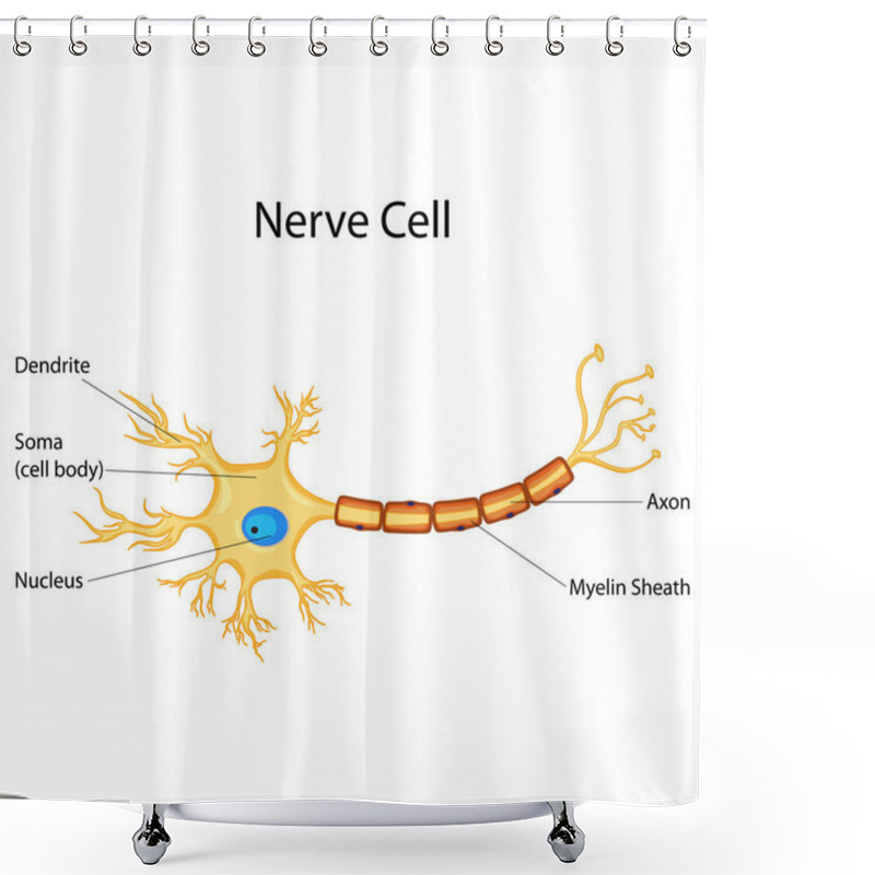 Personality  Education Chart Of Biology For Nerve Cell Diagram Shower Curtains