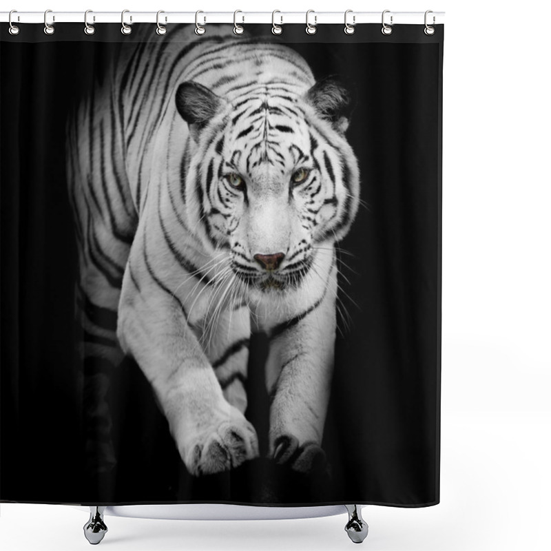 Personality  White Tiger Jumping Isolated On Black Background Shower Curtains