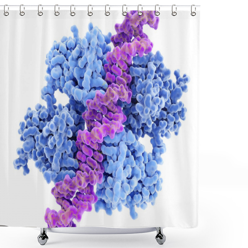 Personality  P53 Bound To DNA P53 Prevents Cancer Formation And Acts As A Guardian Of The Genome. Mutations In The P53 Gene Contribute To About Half Of The Cases Of Human Cancer. 3d Rendering. Illustration Shower Curtains