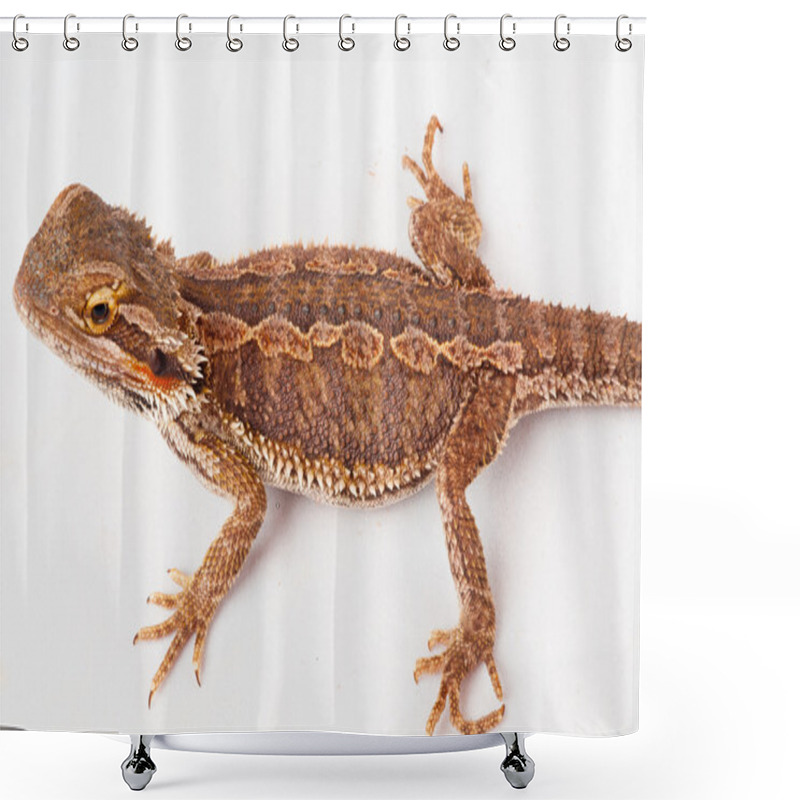 Personality  One Agama Bearded On The White Background Shower Curtains