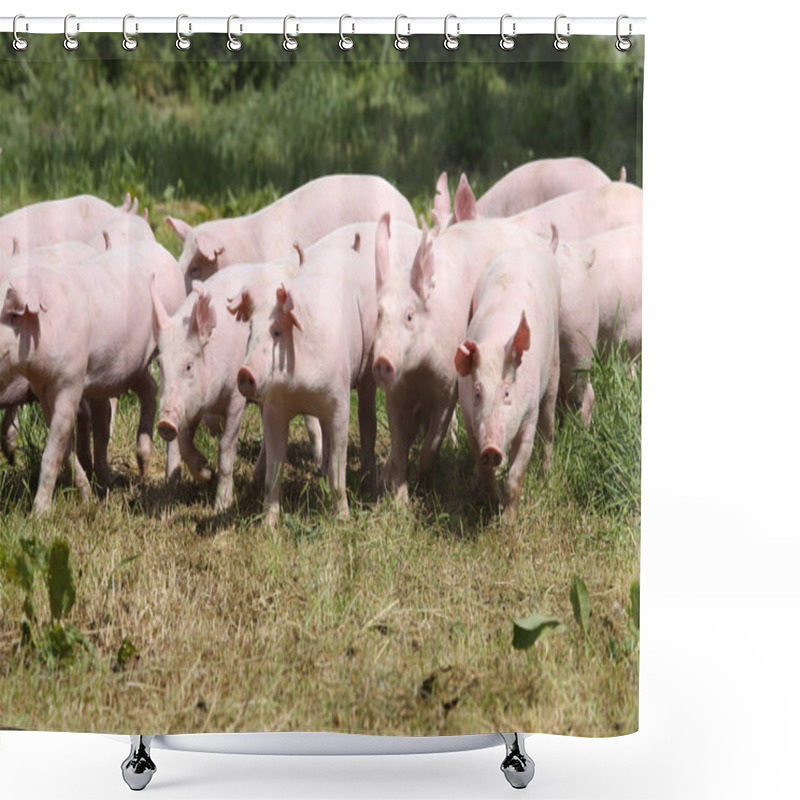 Personality  Pigs Farming Raising Breeding In Animal Farm Rural Scene Shower Curtains