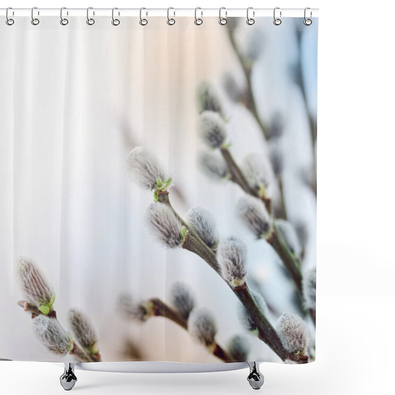 Personality  Pussy Willow Flowers In Spring Shower Curtains