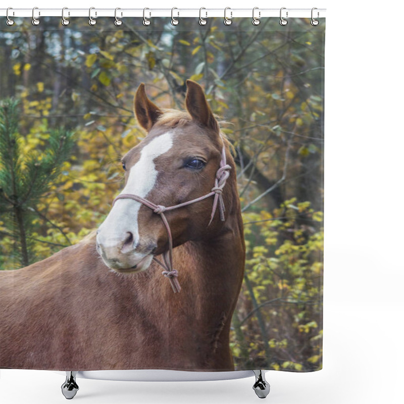 Personality  Brown Horse With A White Blaze On His Head Is Standing On Background Of The Autumn Forest Shower Curtains