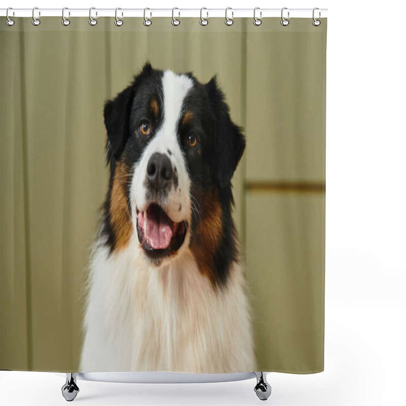 Personality  Australian Shepherd Looking At Camera In A Chic Living Space. Shower Curtains