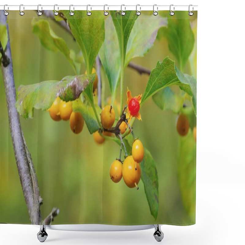 Personality  American Bittersweet Shower Curtains