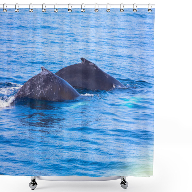 Personality  Whales, Cape Cod Shower Curtains