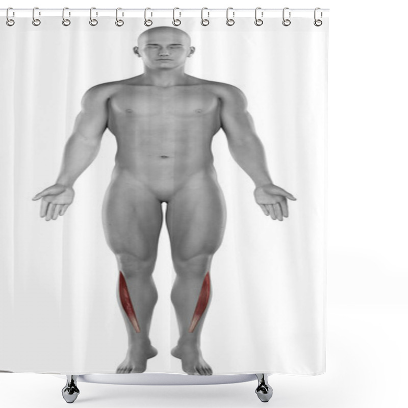 Personality  Tibialis Anterior Male Muscles Anatomy Shower Curtains