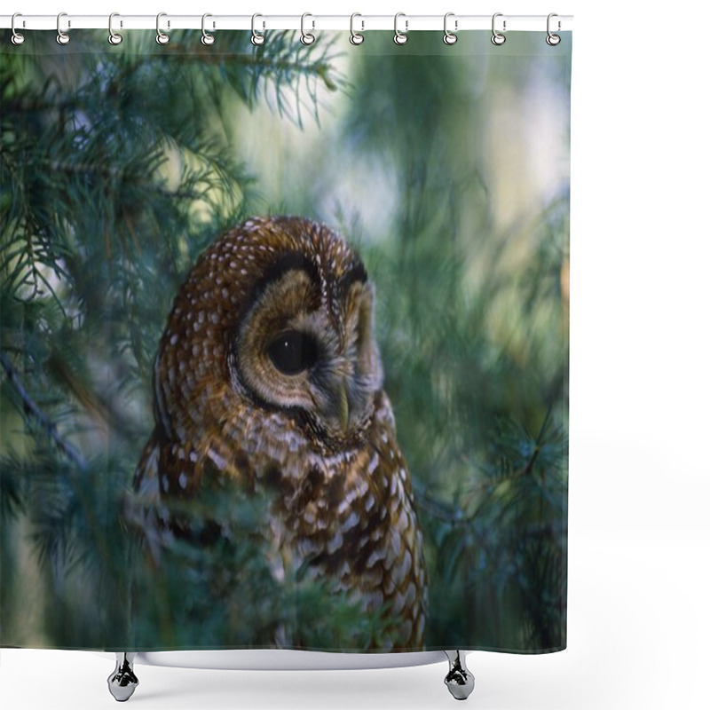 Personality  Mexican Spotted Owl In Tree Shower Curtains