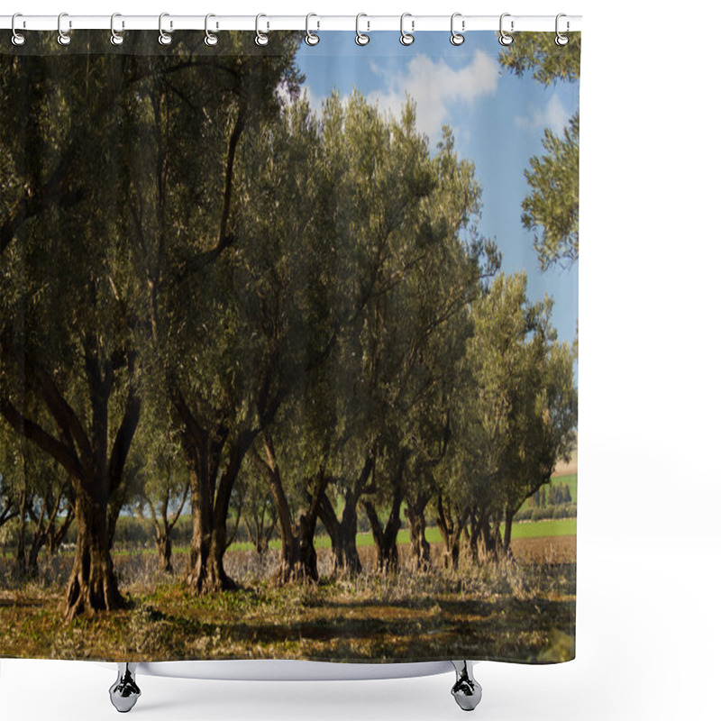 Personality  Olive Trees Shower Curtains