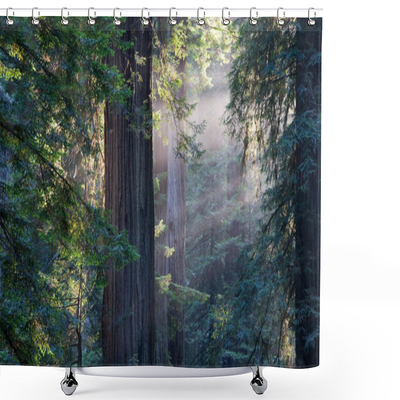 Personality  Sequoia Trees, Huge Tree, Nature Flora  Shower Curtains