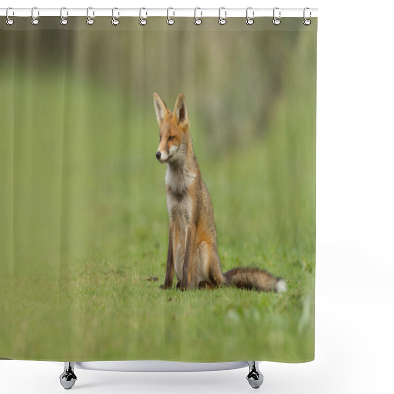 Personality  Red Fox In Nature Shower Curtains