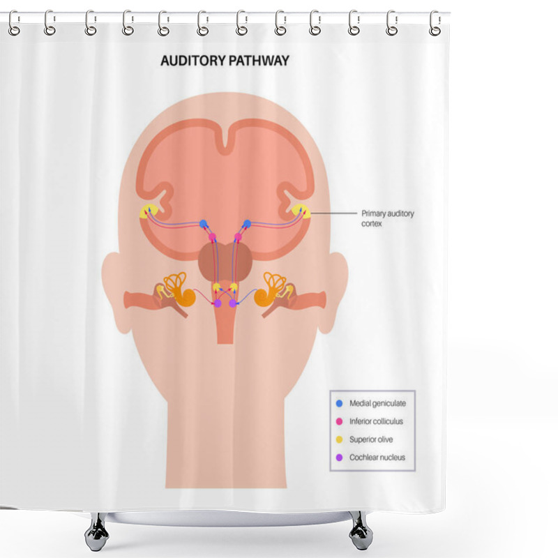 Personality  Auditory Pathway Diagram Shower Curtains