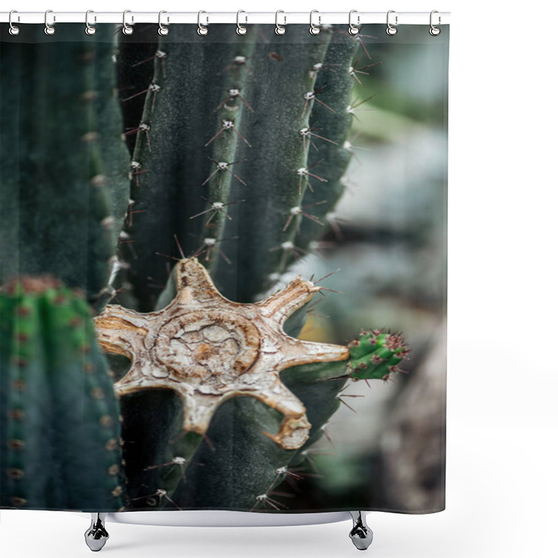 Personality  Close Up View Of Sharp Green Cut Cactus Shower Curtains