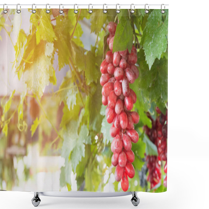 Personality  Fresh Ripe Red Grapes, Beautiful Background With A Branch Of Blue Grapes Shower Curtains