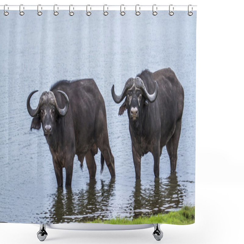 Personality  African Buffalo In Kruger National Park, South Africa Shower Curtains