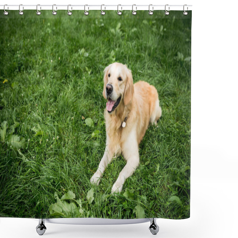 Personality  Funny Golden Retriever Dog Resting On Green Lawn Shower Curtains