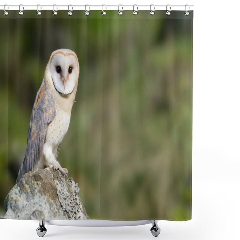 Personality  Barn Owl Sitting On The Rock Shower Curtains