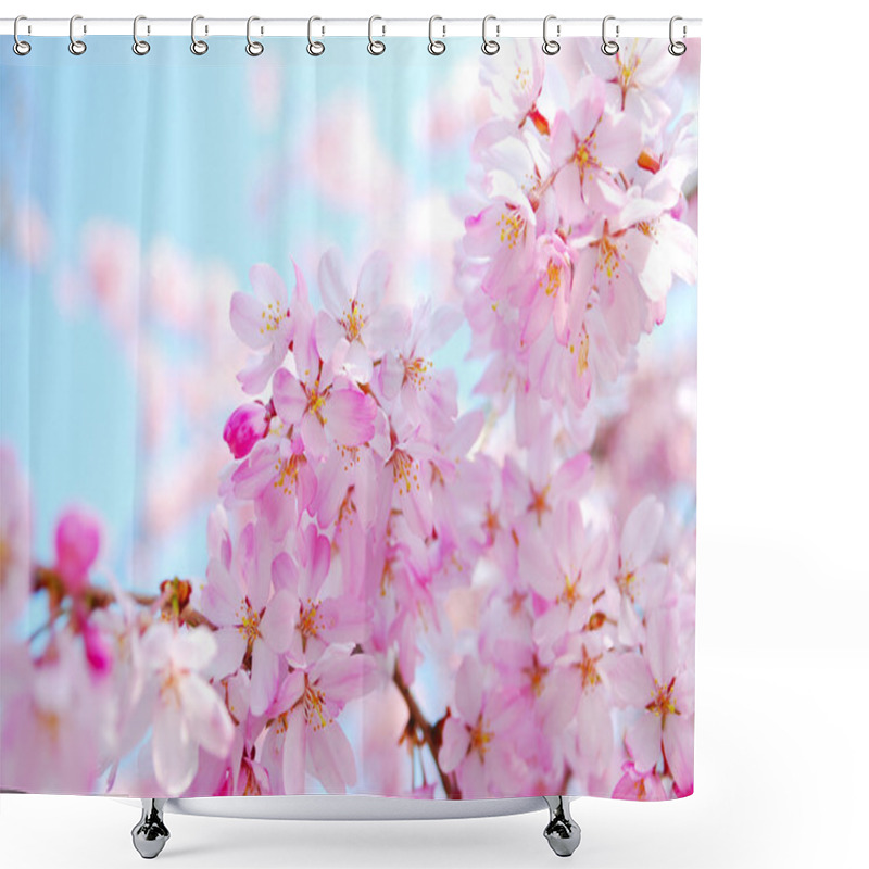 Personality  Cherry Blossoms During Spring Shower Curtains