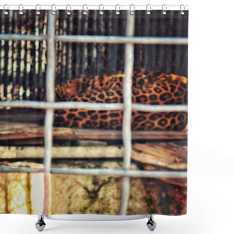 Personality  A Leopard With Spotted Fur Sleeps Curled Up On A Wooden Platform Inside A Cage. The Foreground Features Blurred Metal Mesh, Focusing On The Resting Animal. Shower Curtains