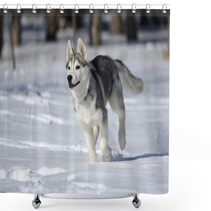 Personality  Siberian Husky Shower Curtains