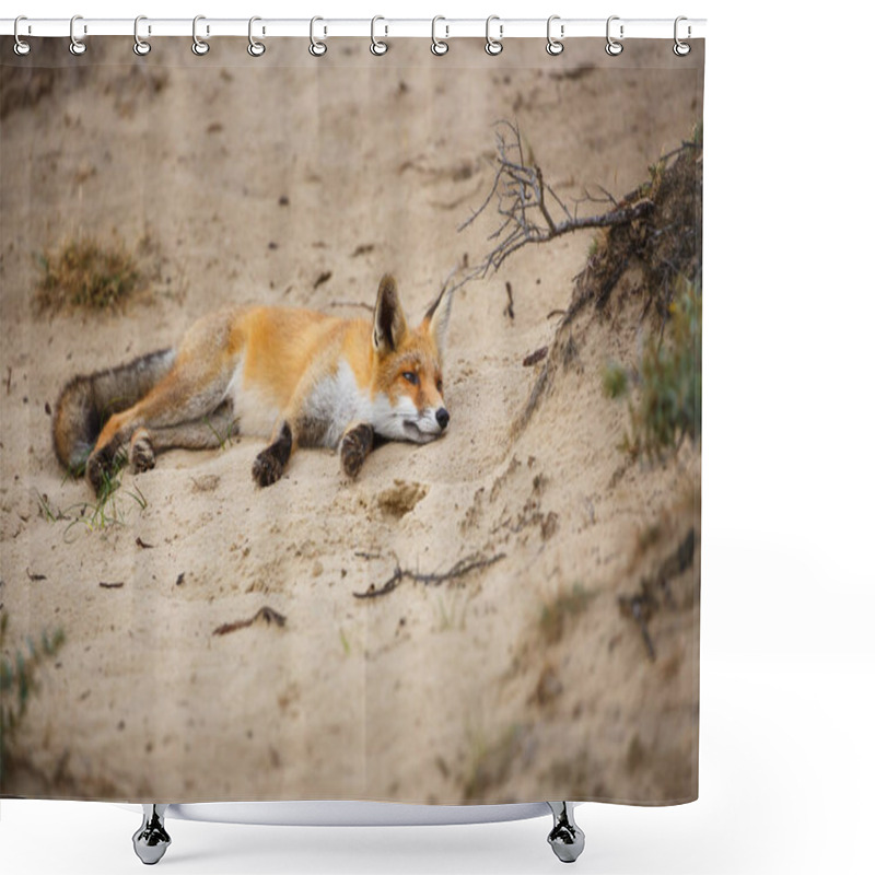 Personality  Tired Red Fox Shower Curtains