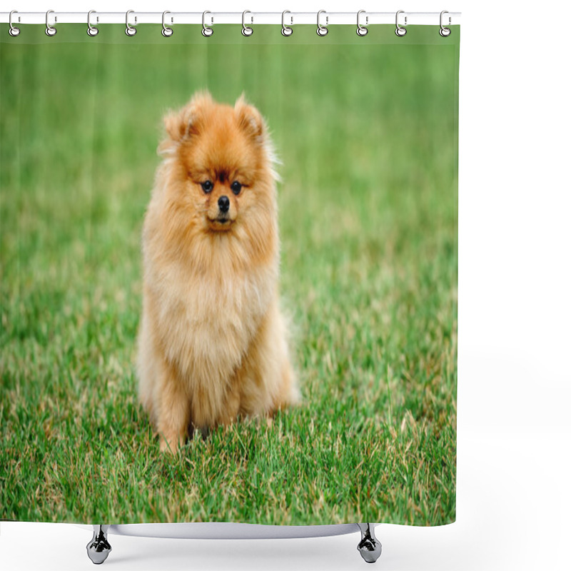 Personality  Brown Pomeranian Dog Shower Curtains